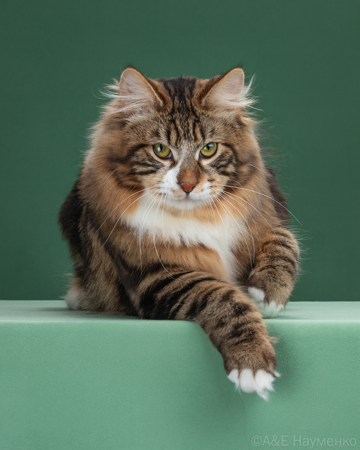 Moreman Semen Wasilievich